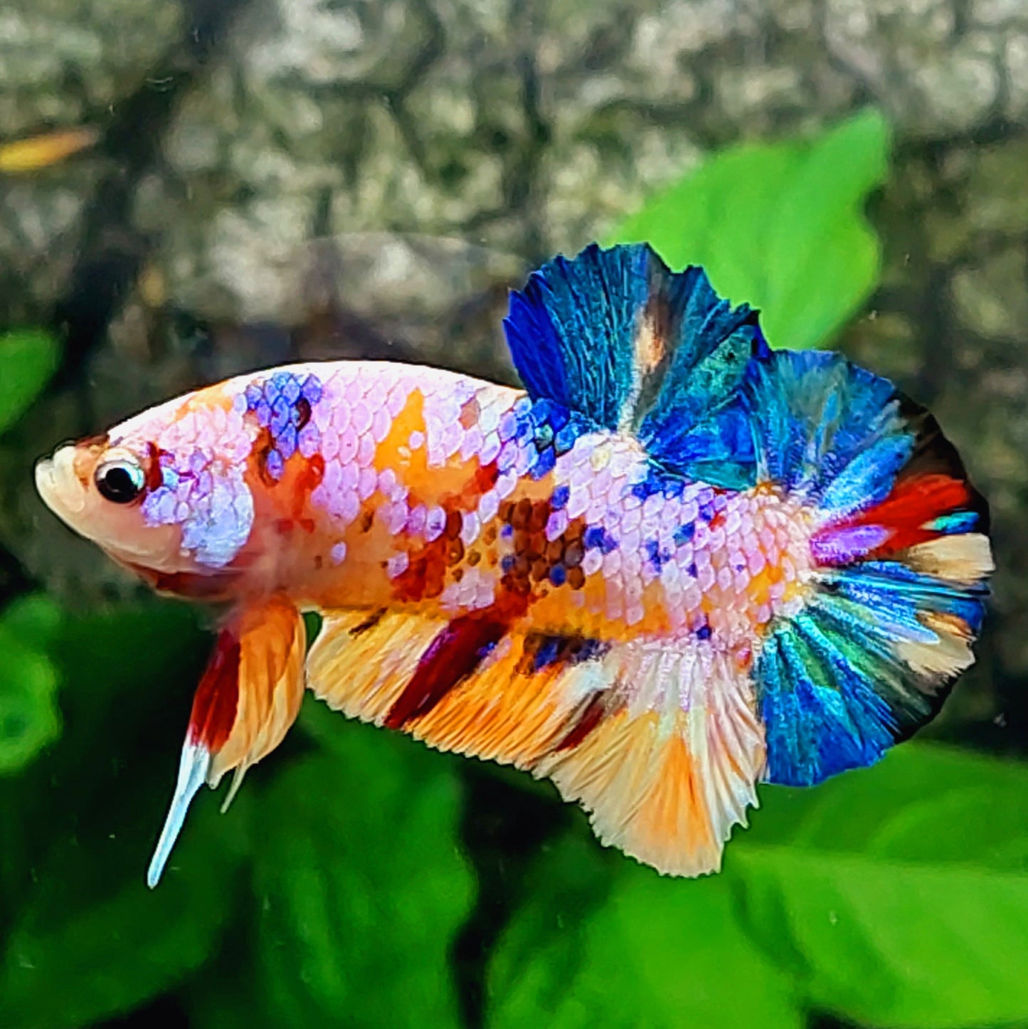 Multicolor Rosa Galaxia HMPK Macho