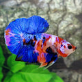 Multicolor Galaxy HMPK Male