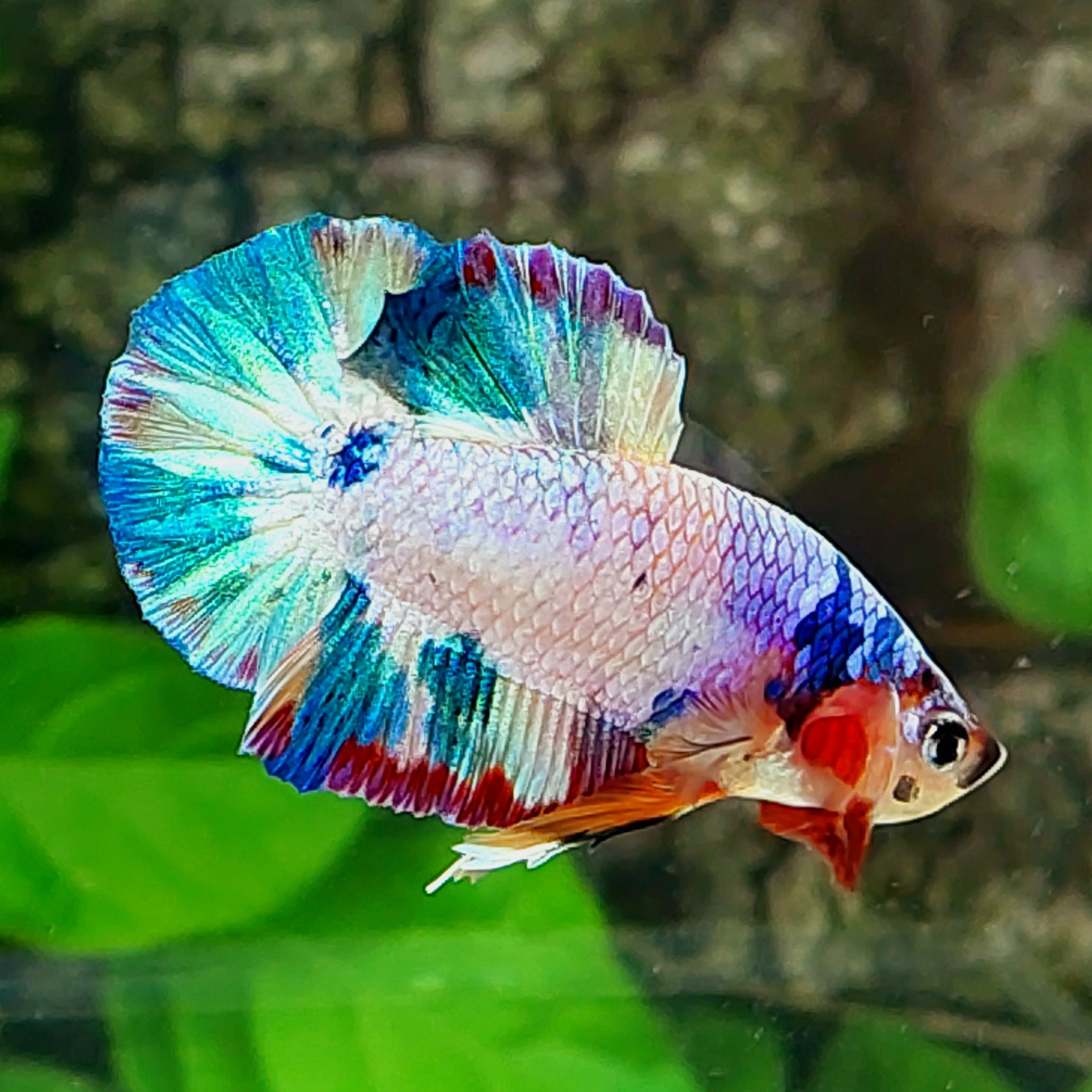 Multicolor Candy HMPK Male