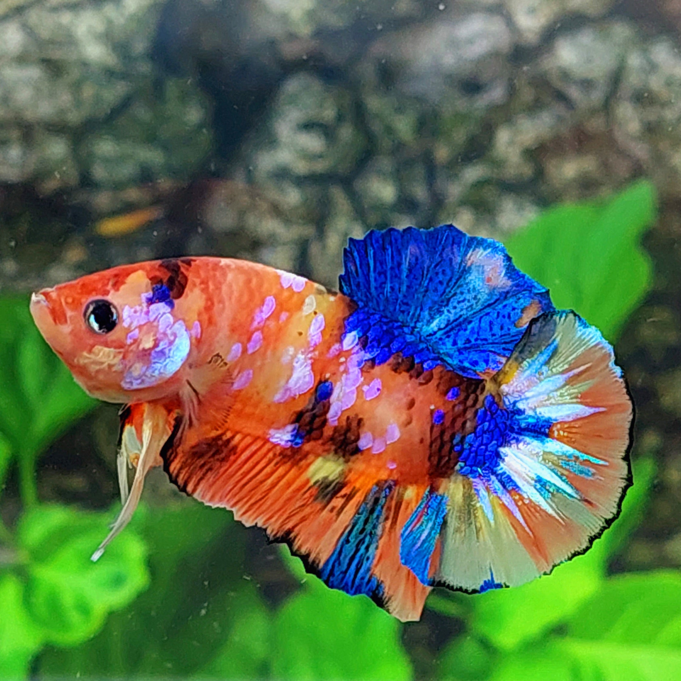 Multicolor Pink Galaxy HMPK Male