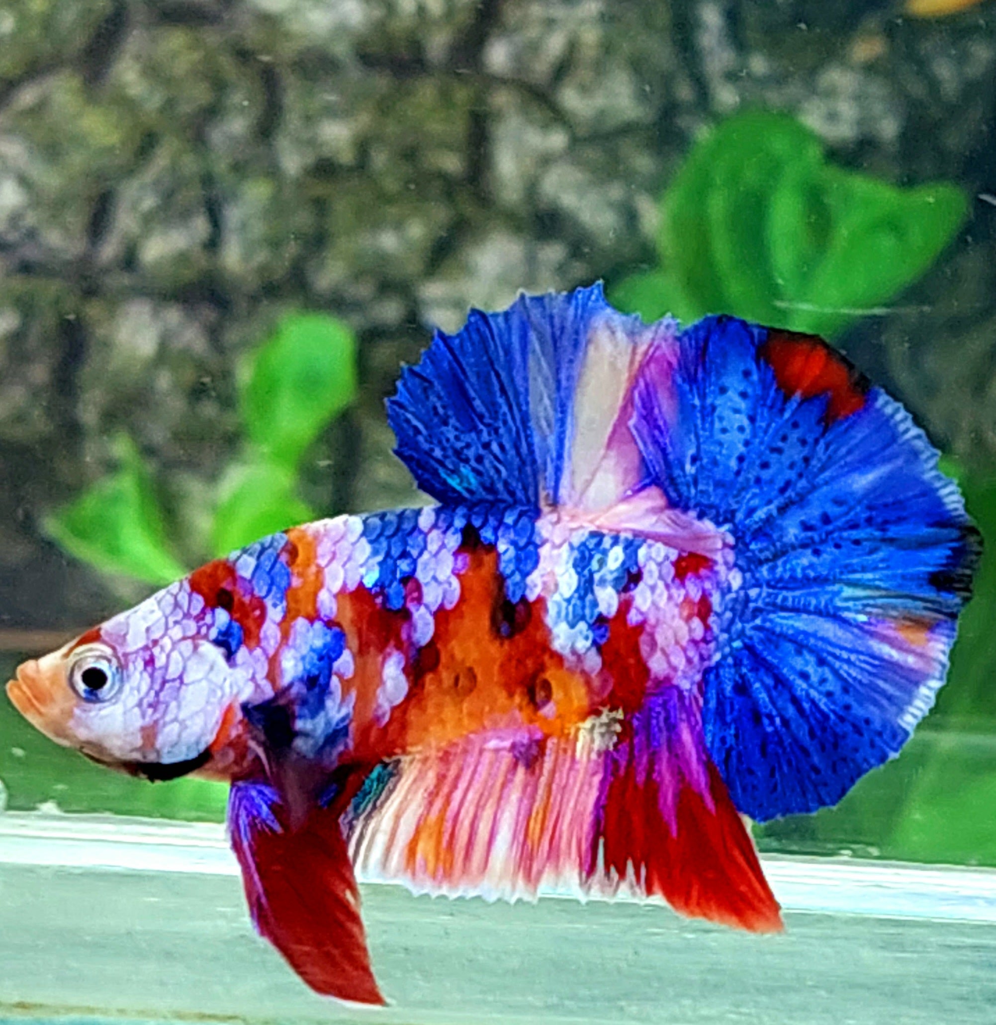 Multicolor Galaxy HMPK Male