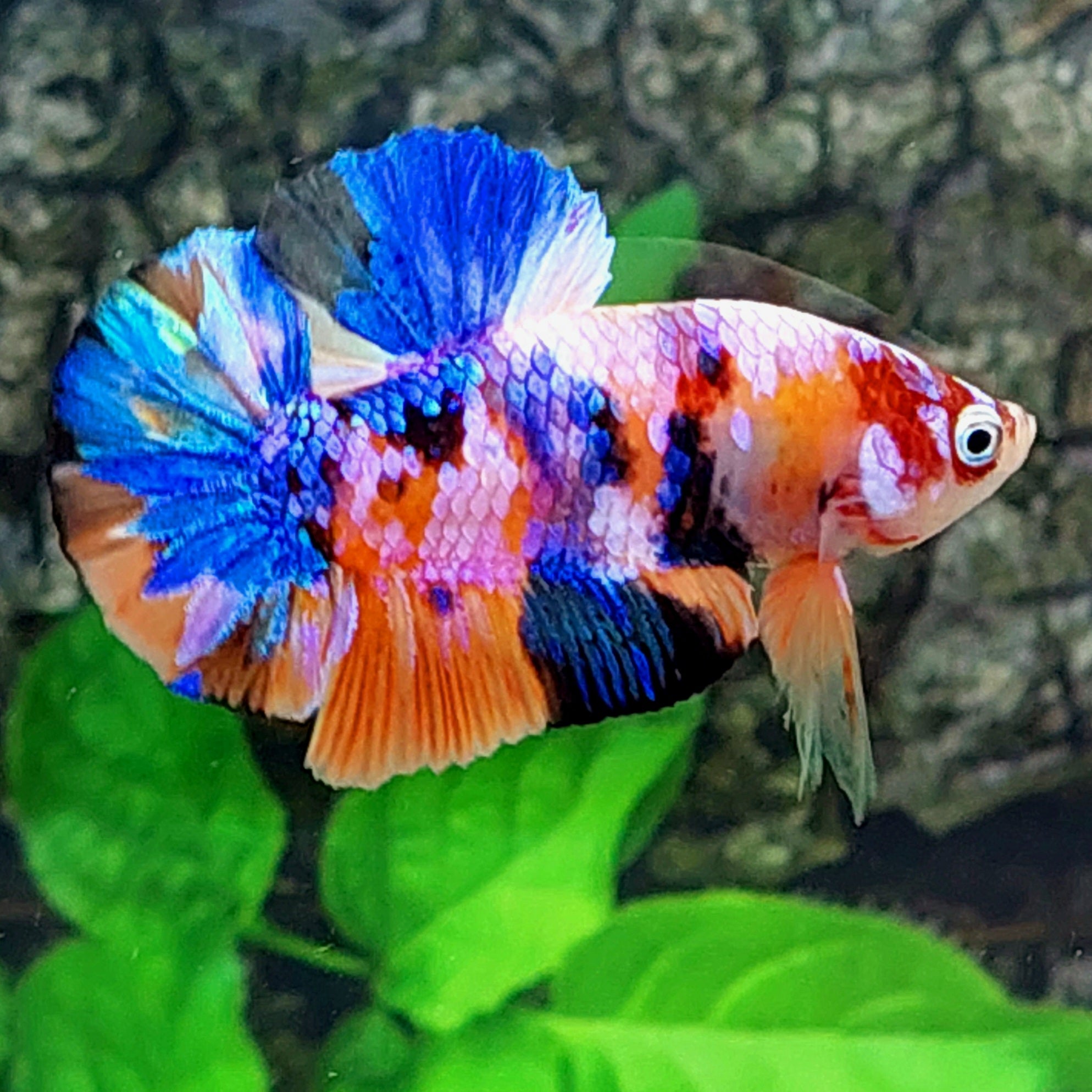 Multicolor Pink Purple Galaxy HMPK Male