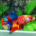 Multicolor Galaxy HMPK Male