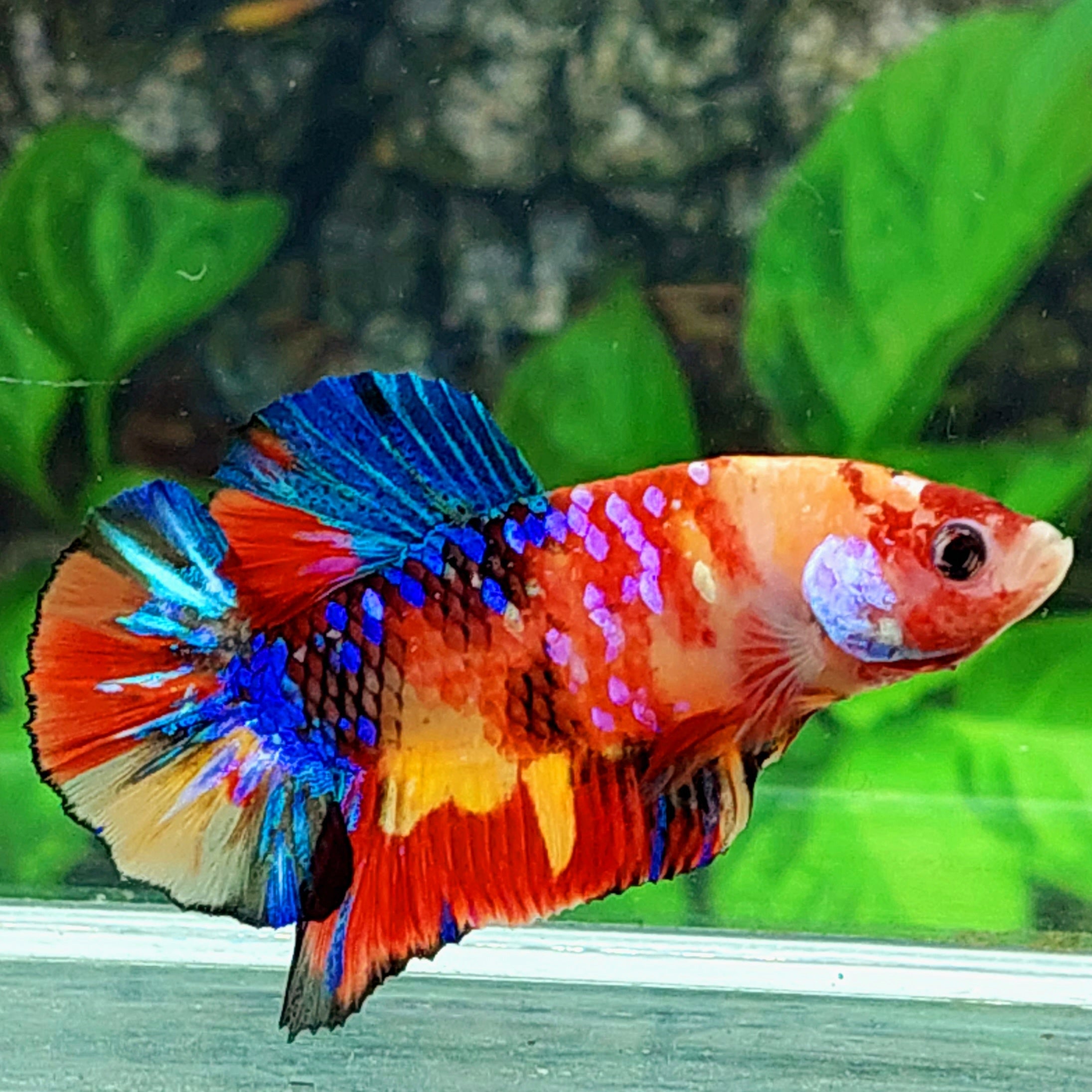 Multicolor Galaxy HMPK Male