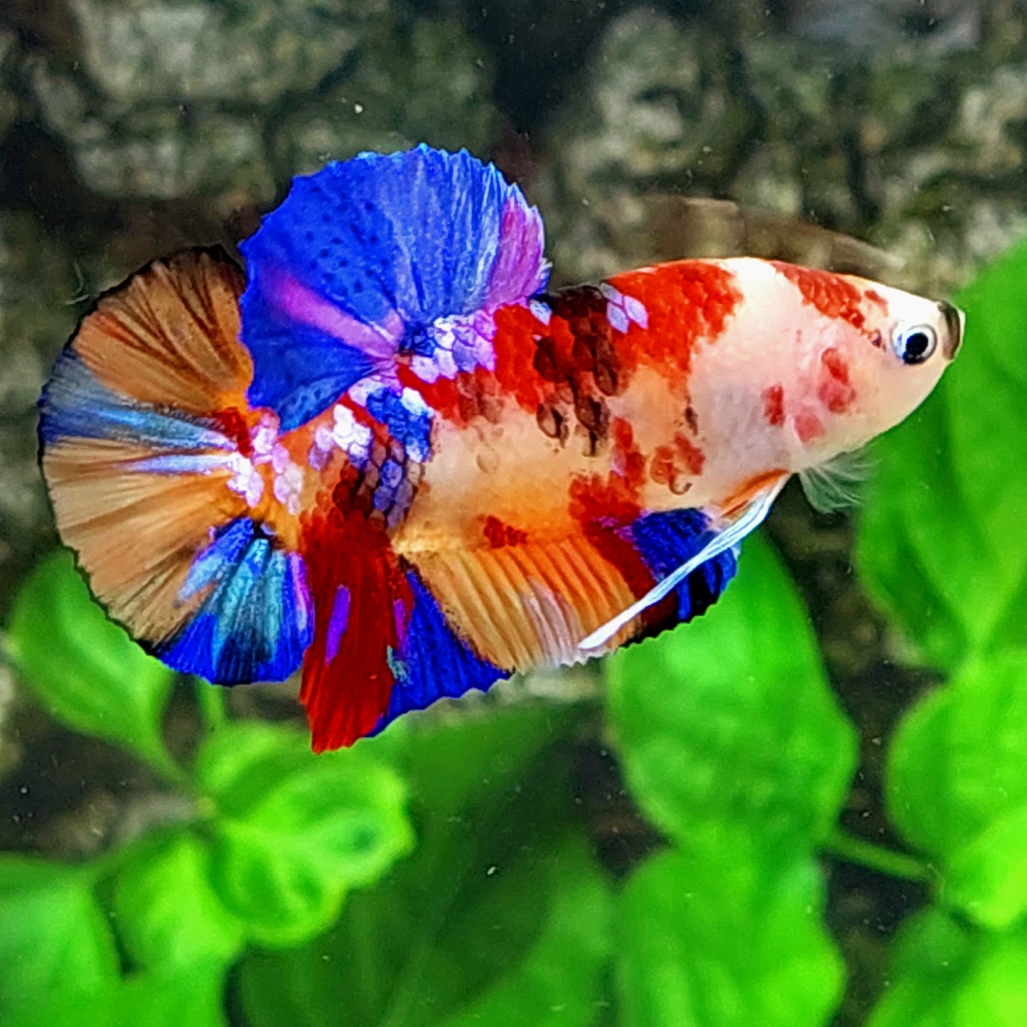 Multicolor Koi Galaxy HMPK Macho