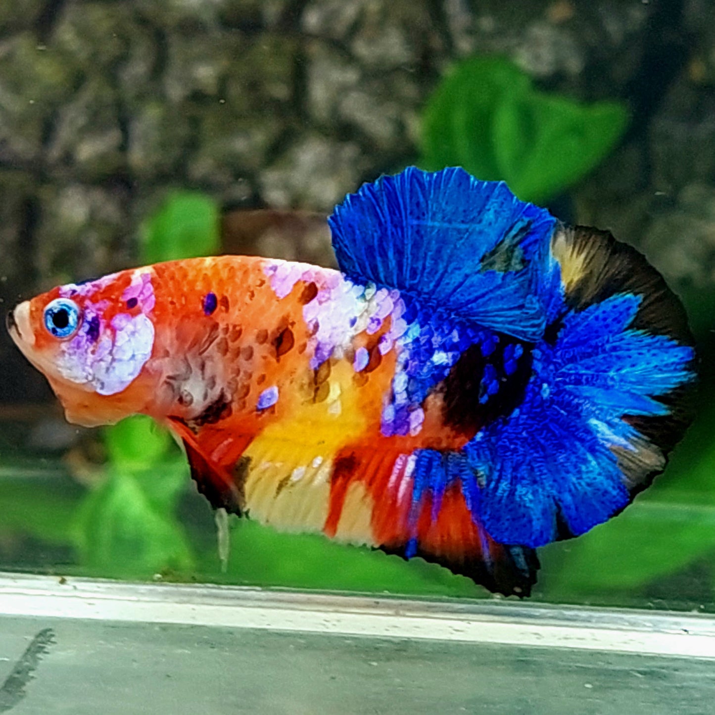 Multicolor Galaxy HMPK Male