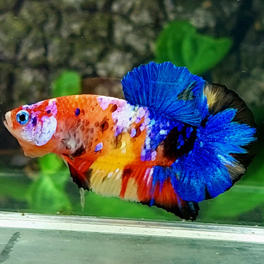 Multicolor Galaxy HMPK Macho