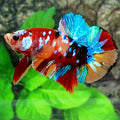 Multicolor Galaxy HMPK Male