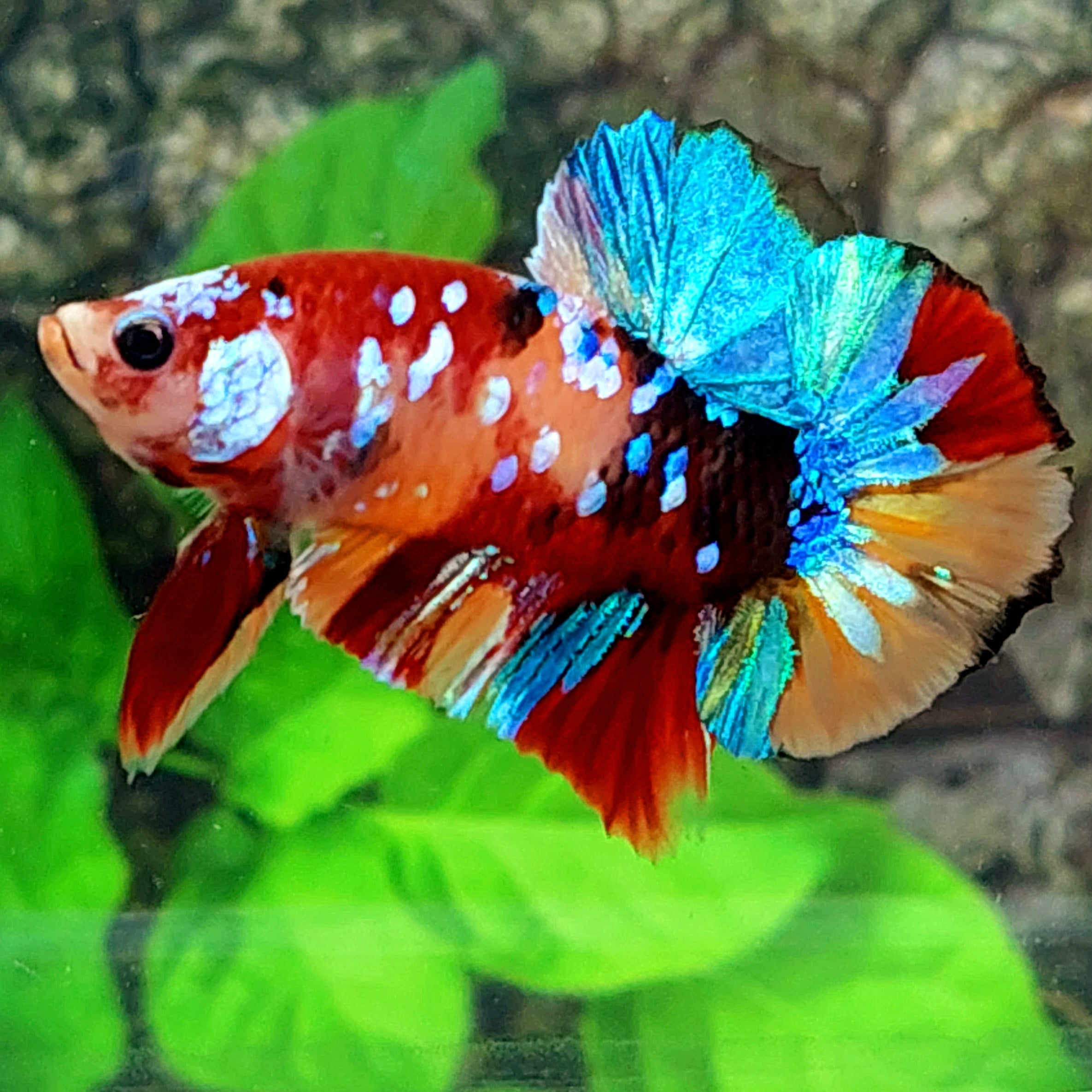 Multicolor Galaxy HMPK Male