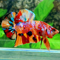 Multicolor Candy Galaxy HMPK Male