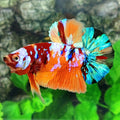 Multicolor Galaxy HMPK Male