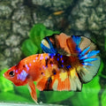 Multicolor Galaxy HMPK Male