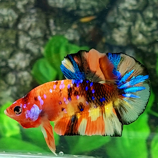 Multicolor Galaxy HMPK Macho