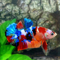 Multicolor Galaxy HMPK Male