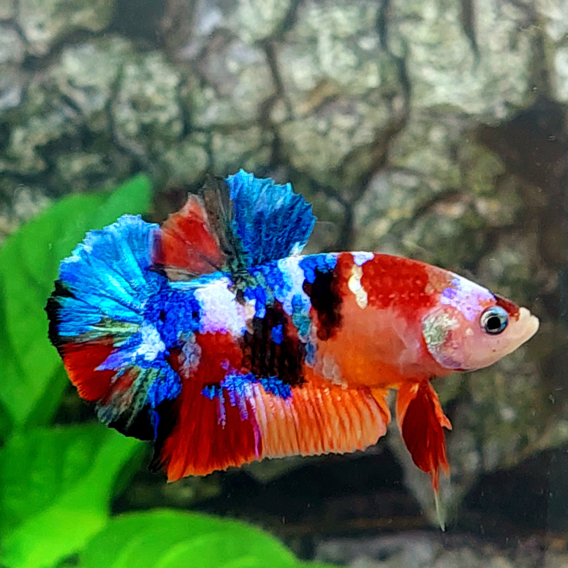 Multicolor Galaxy HMPK Male