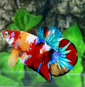 Multicolor Galaxy HMPK Male