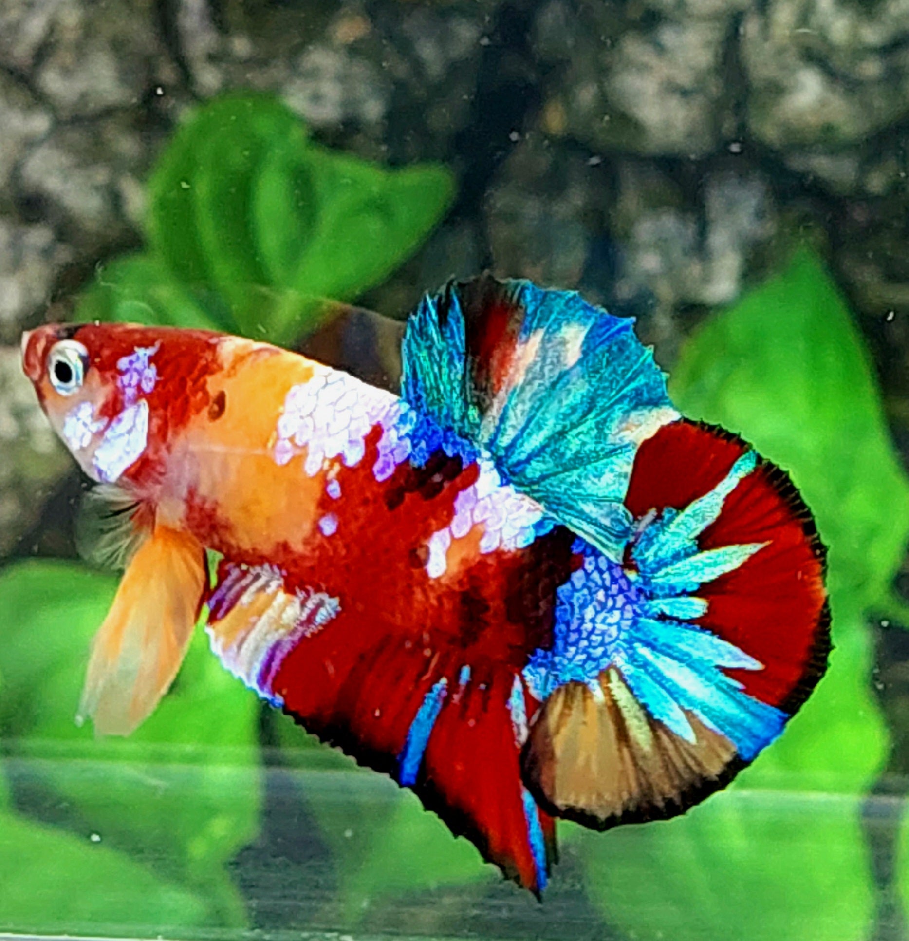 Multicolor Galaxy HMPK Male