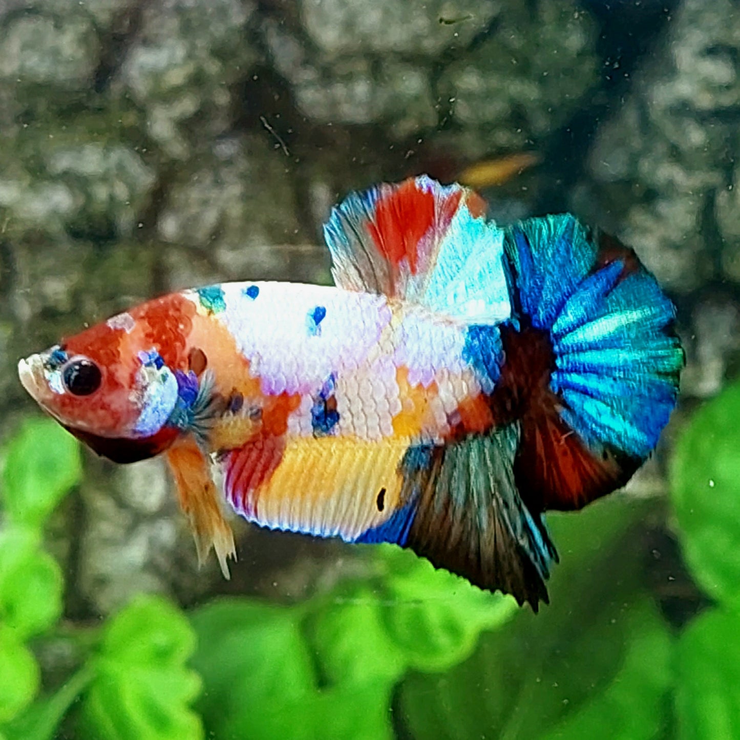 Multicolor Galaxy HMPK Macho