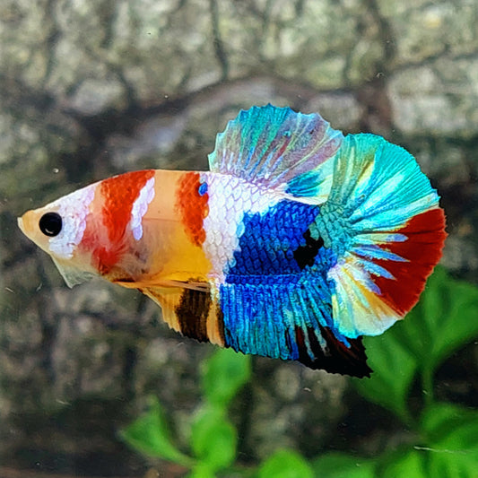 Multicolor Yellowbase Galaxy HMPK Macho