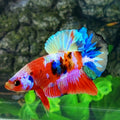 Multicolor Galaxy HMPK Male