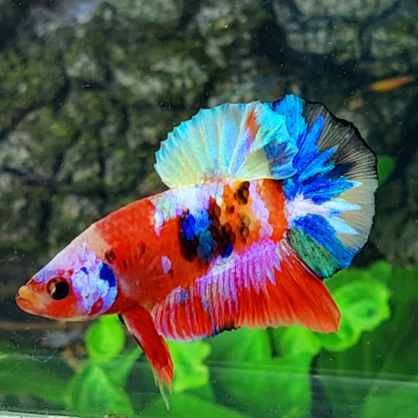 Multicolor Galaxy HMPK Macho