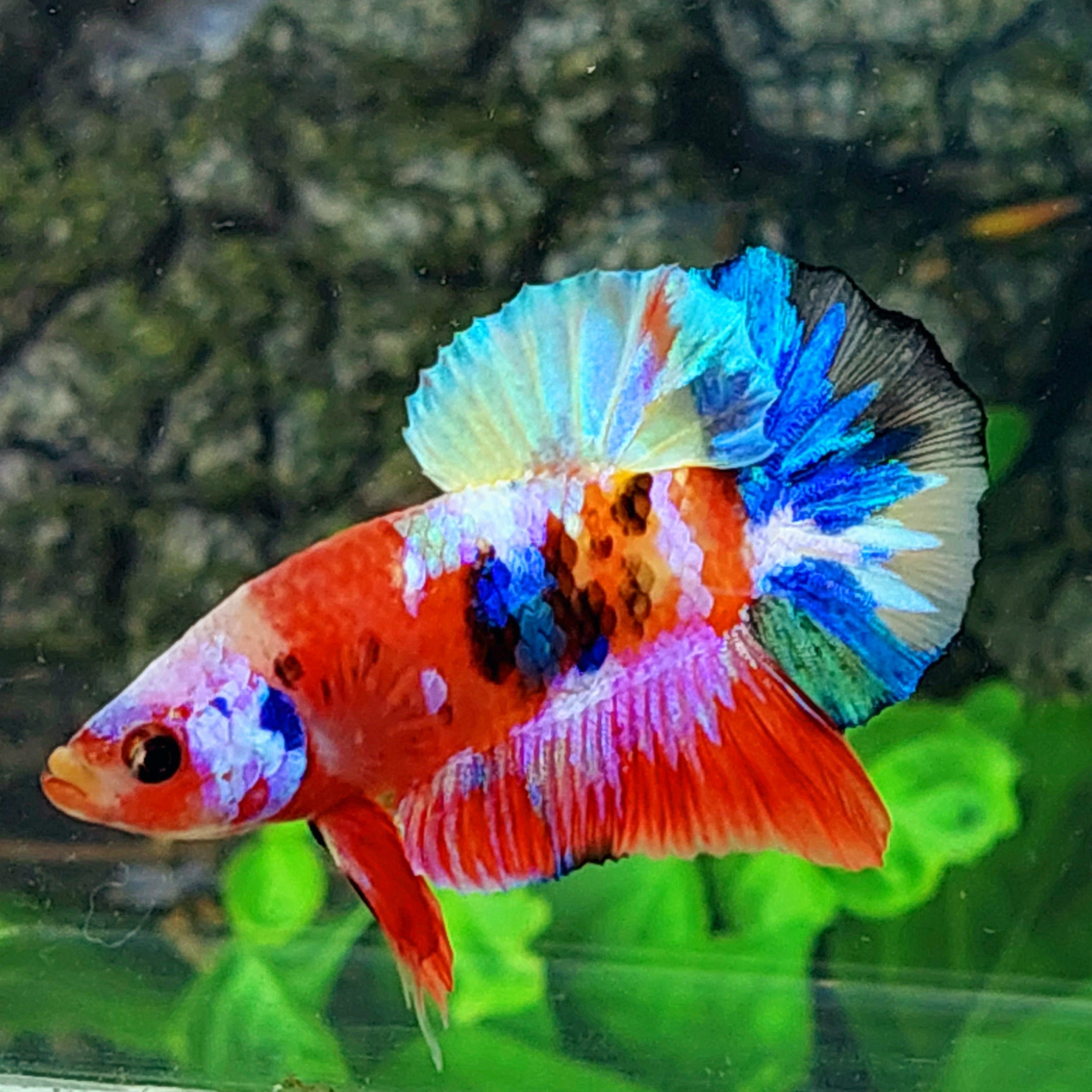 Multicolor Galaxy HMPK Male