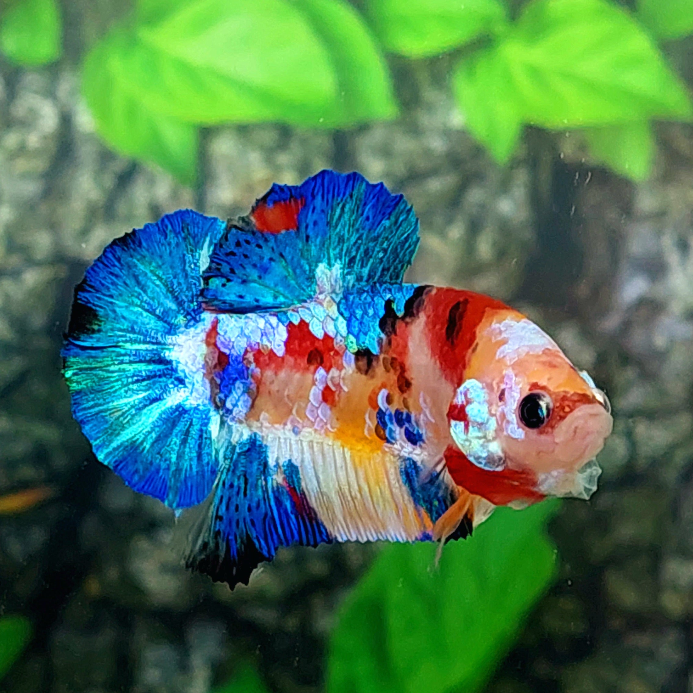 Multicolor Galaxy HMPK Male