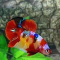 Multicolor Koi Galaxy HMPK Male