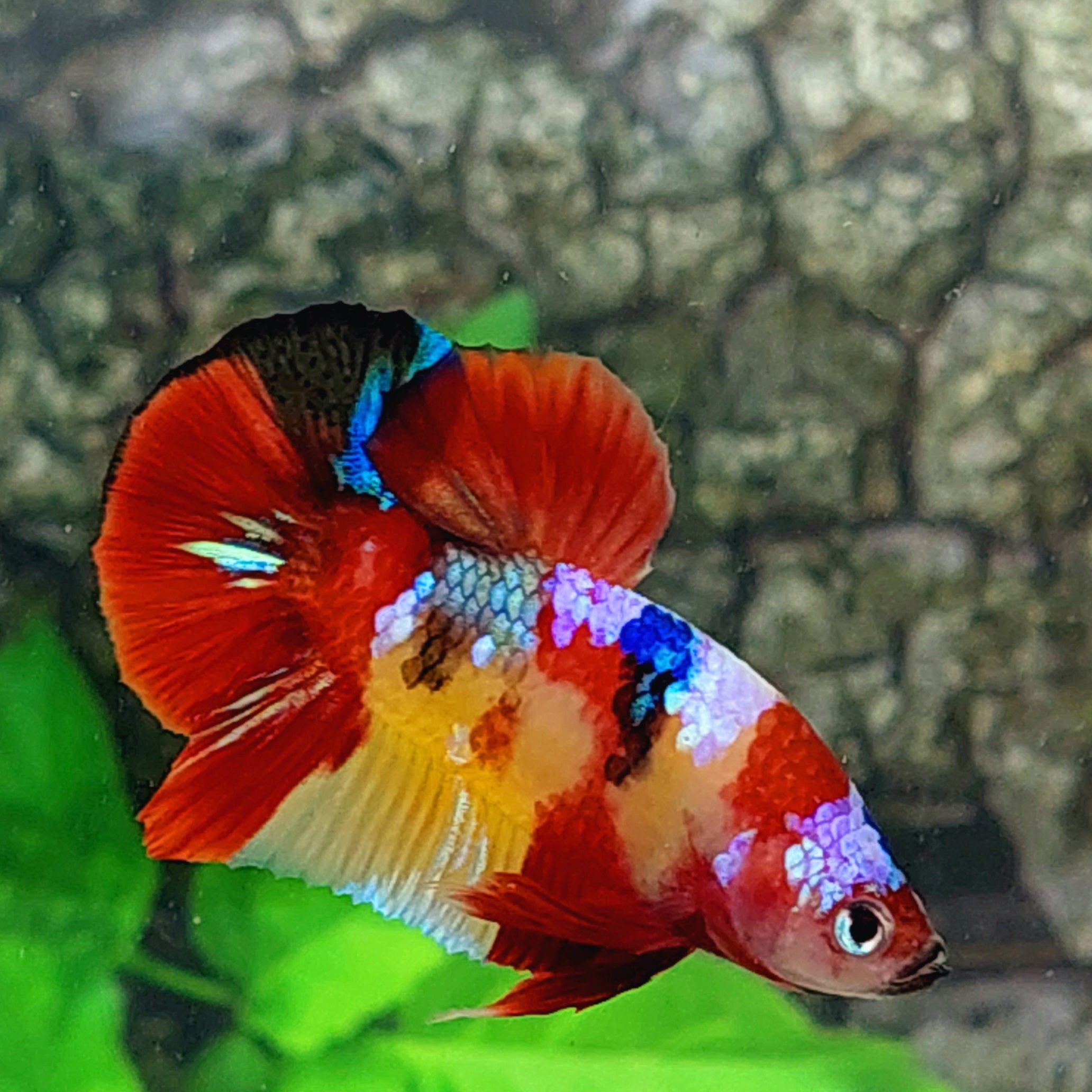 Multicolor Koi Galaxy HMPK Male