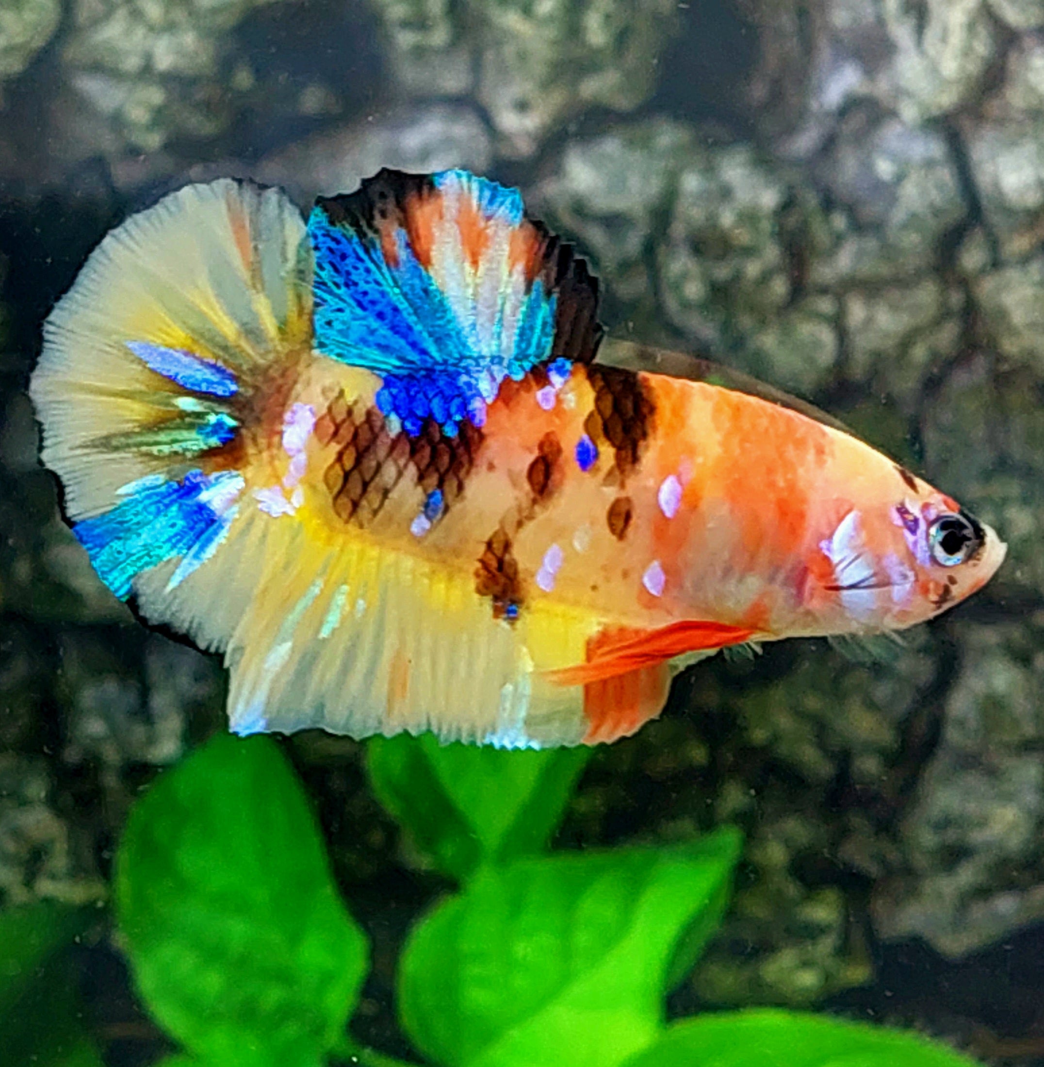 Multicolor Yellow Galaxy HMPK Male