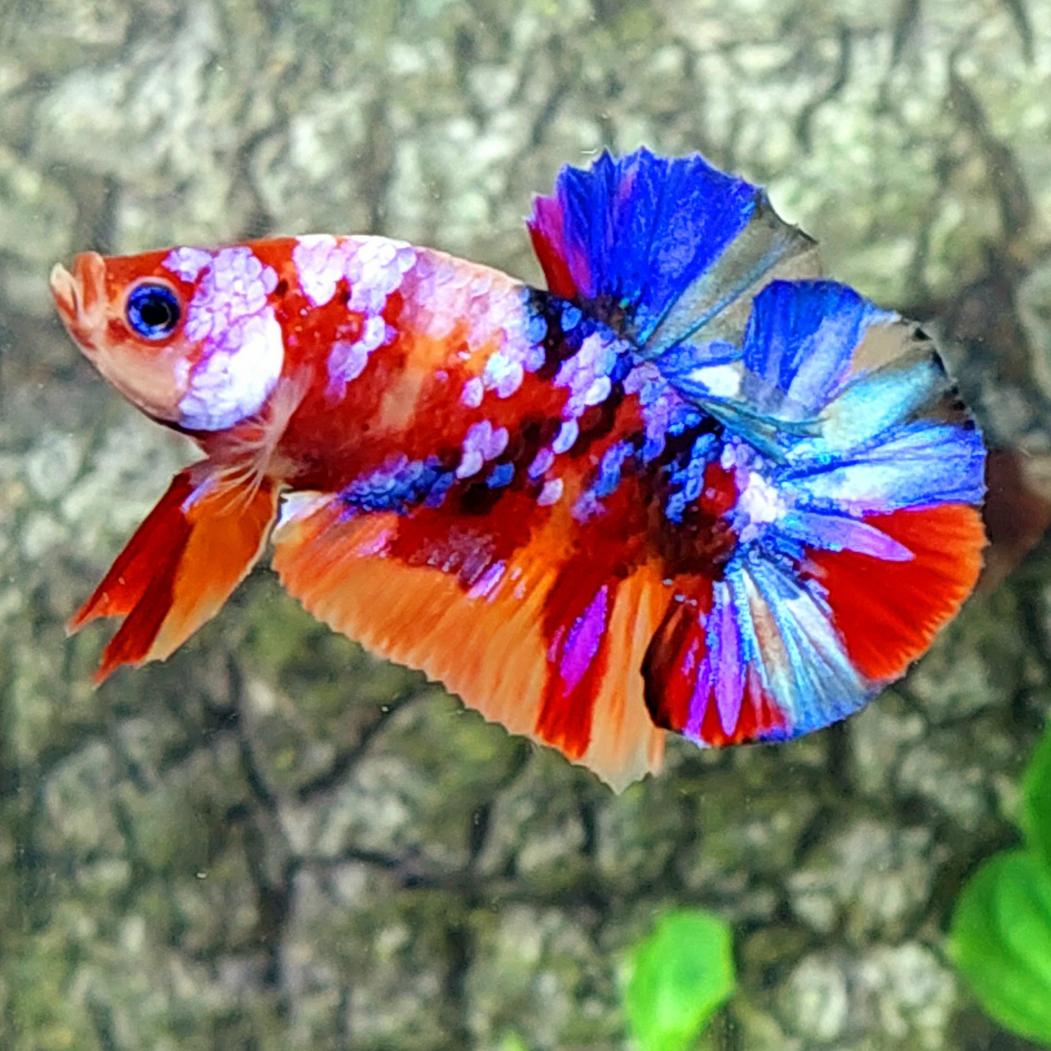 Multicolor Pink Purple Galaxy HMPK Male