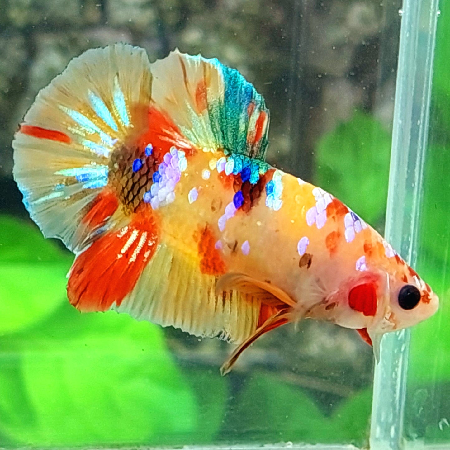 Multicolor Yellowbase Galaxy HMPK Macho