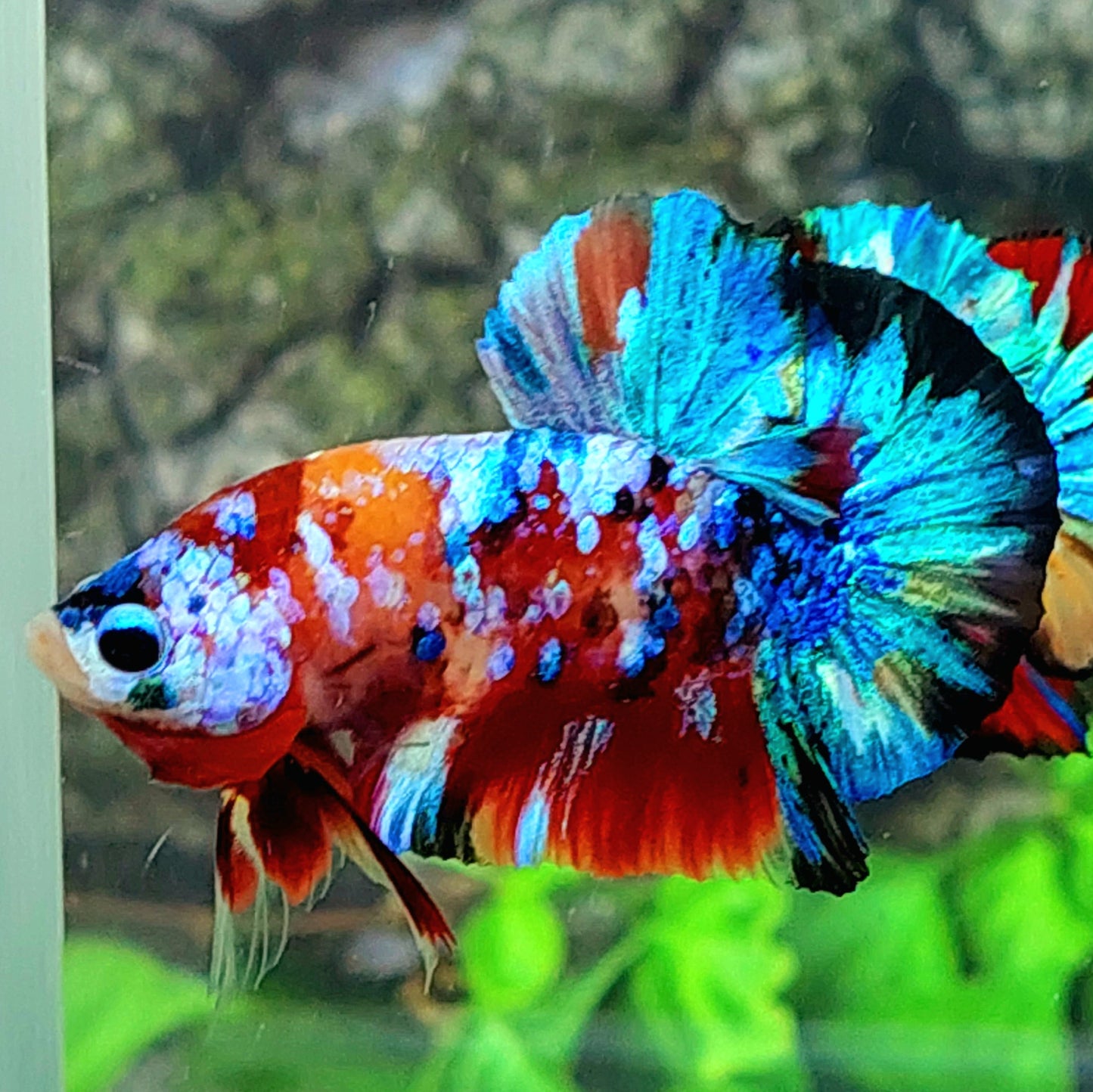 Multicolor Galaxy HMPK Macho