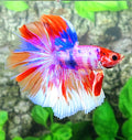 Multicolor Pink Purple Candy Halfmoon Male