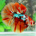 Multicolor Koi Galaxy Halfmoon Male