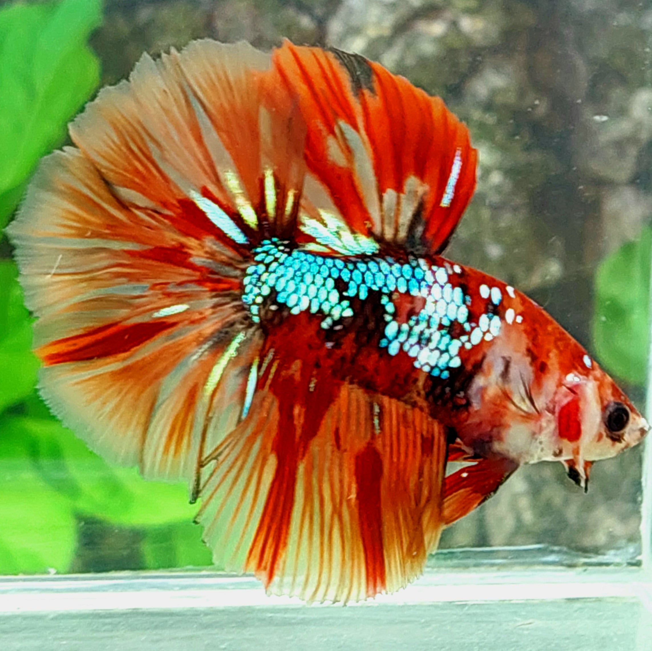 Multicolor Koi Galaxy Halfmoon Male