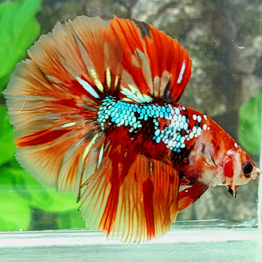 Multicolor Koi Galaxy Halfmoon Macho