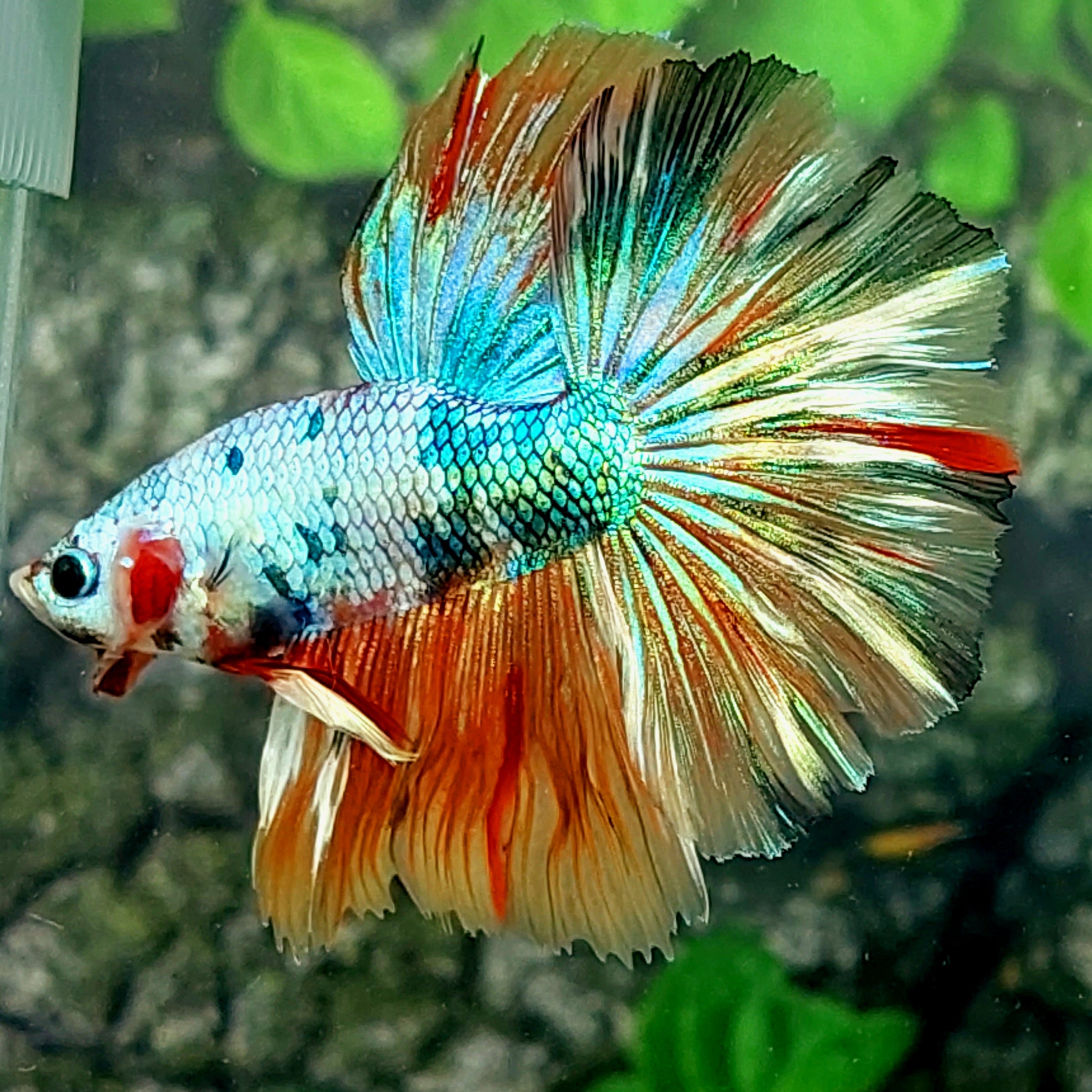 Multicolor Green Candy Halfmoon Male