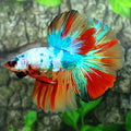 Multicolor Green Candy Halfmoon Male