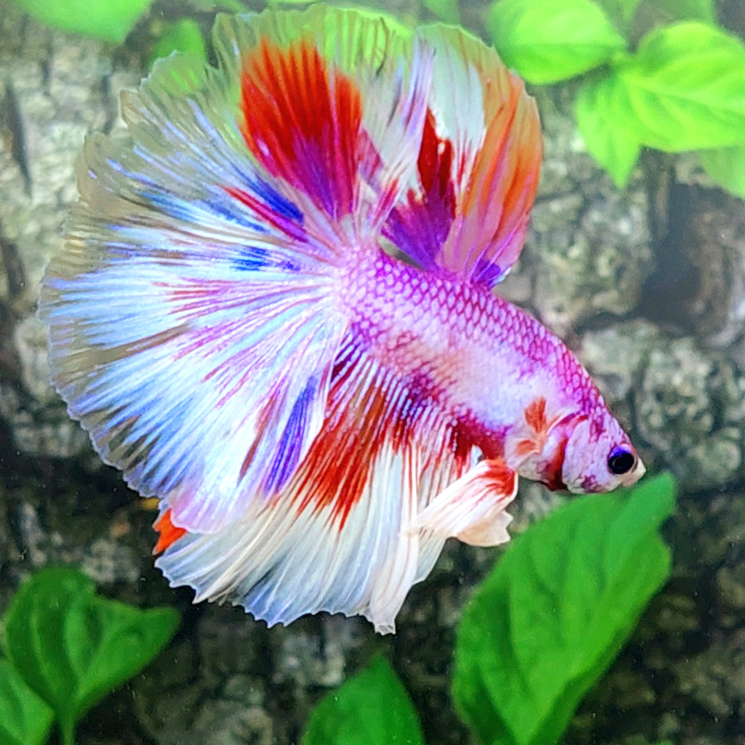 Multicolor Pink Purple Candy Halfmoon Male