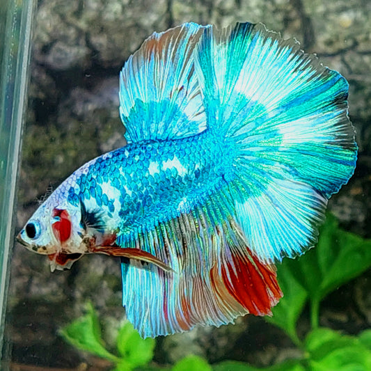 Fancy Skyblue Halfmoon Male