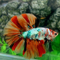 Multicolor Candy Halfmoon Male