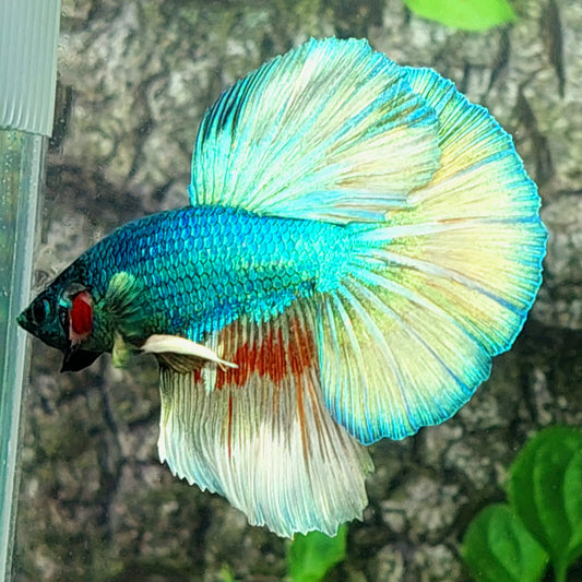 Turquoise Gold Halfmoon Male