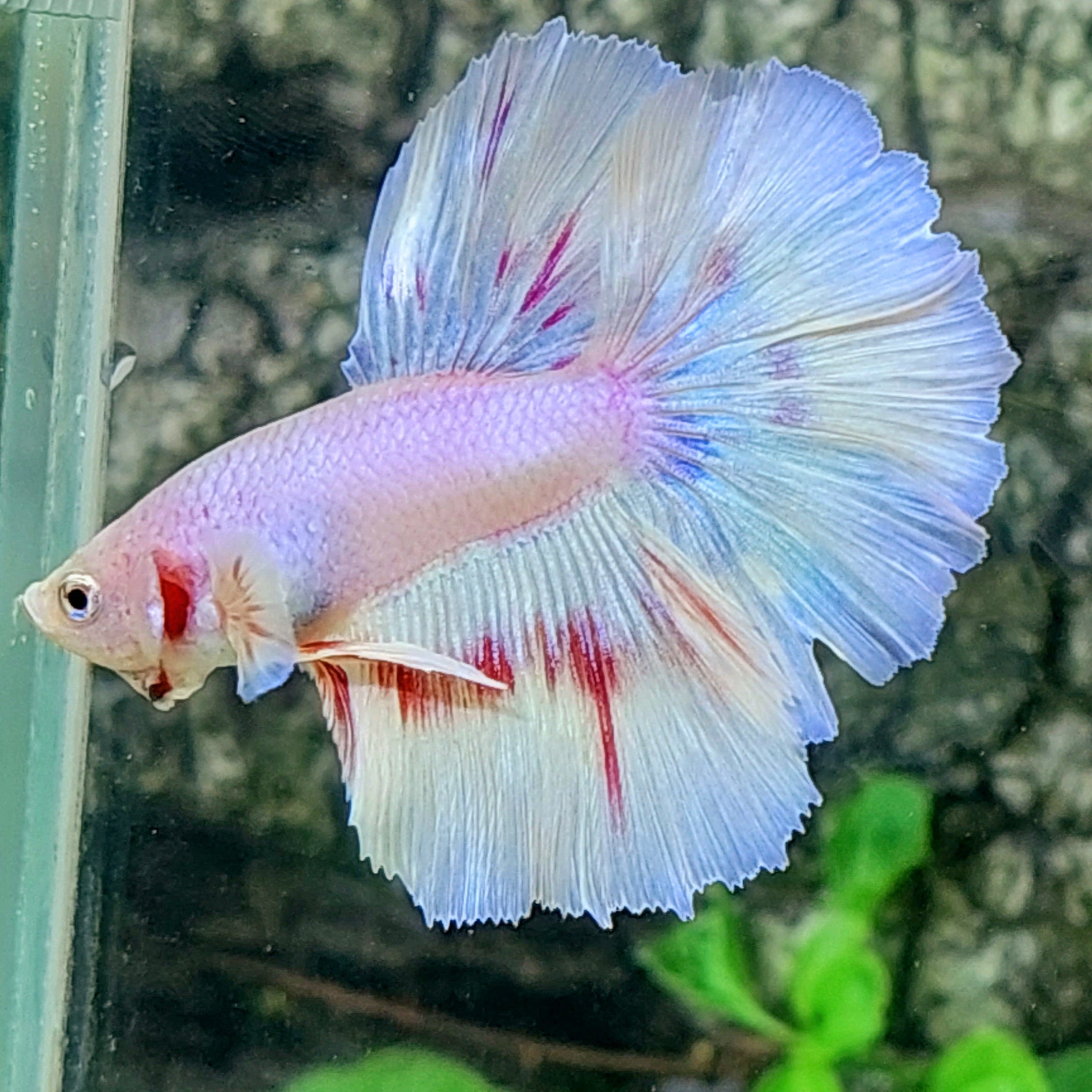 Pink Skyblue Halfmoon Male