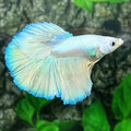 Platinum Skyblue Halfmoon Male