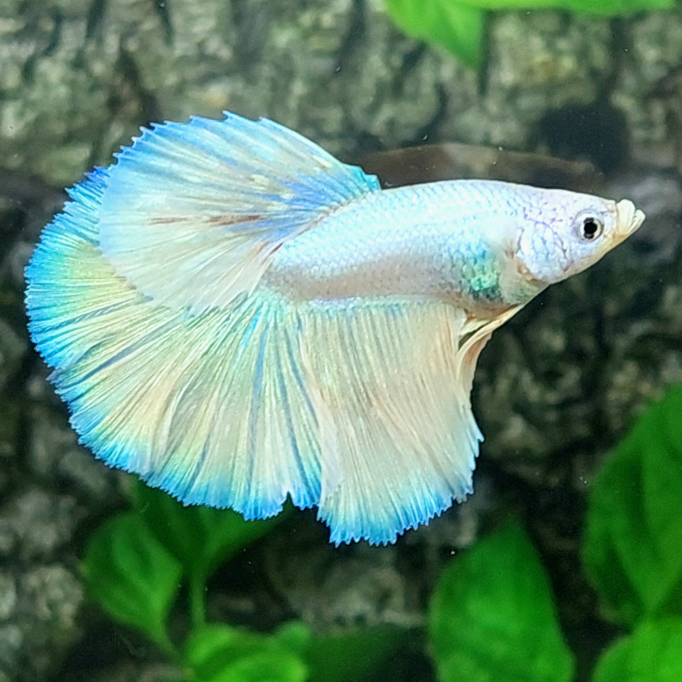 Platinum Skyblue Halfmoon Male