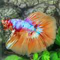 Multicolor Purple Orange Candy Halfmoon Male