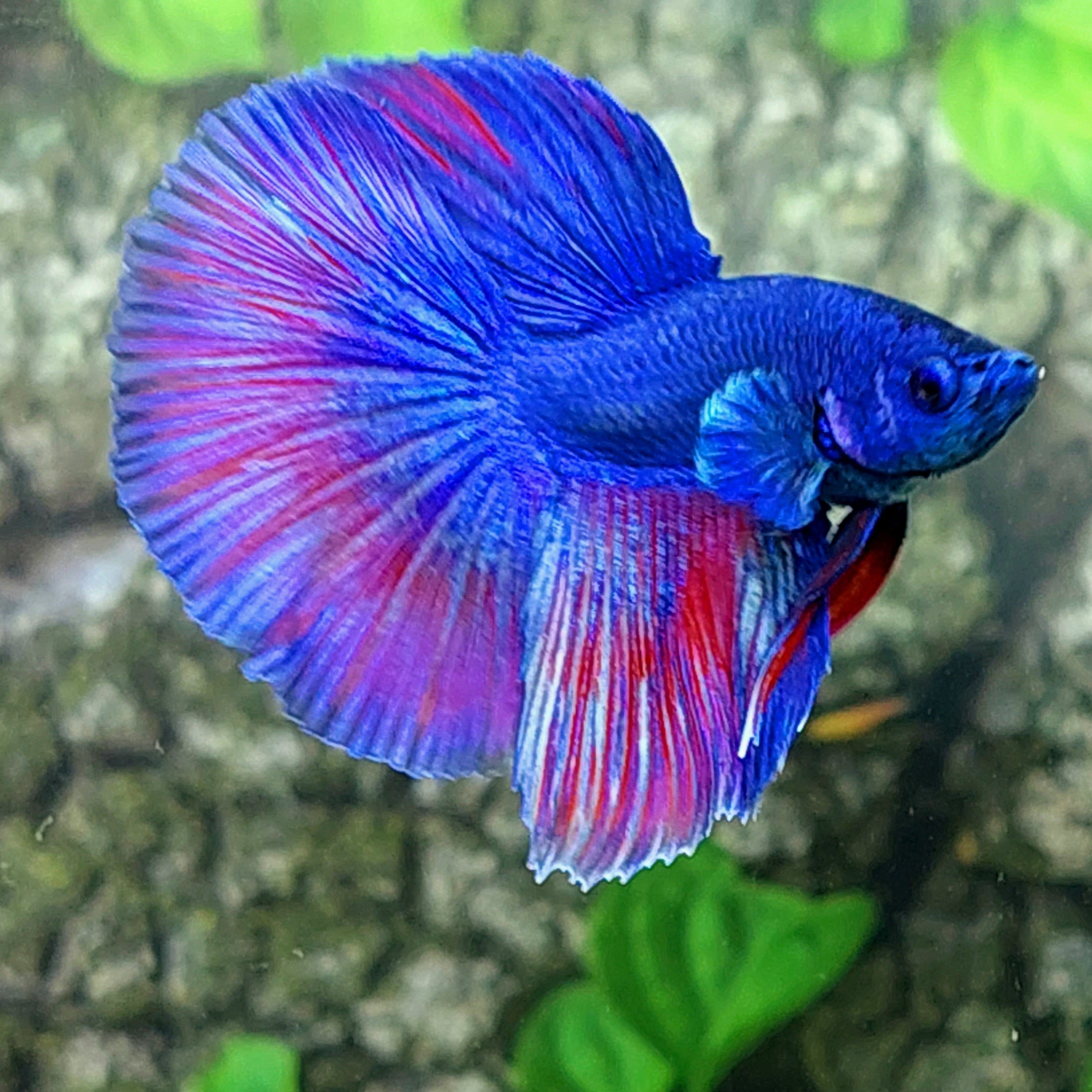 Purple Blue Halfmoon Male