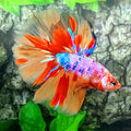 Multicolor Pink Candy Halfmoon Male
