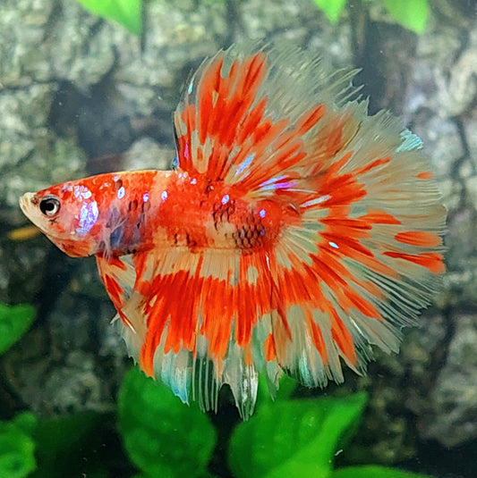 Fire Koi Galaxy Halfmoon Male